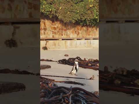 Waddling Wonder: Penguins Stair Descent #animalantics #penguinlove #penguinperfection #navigatingpen