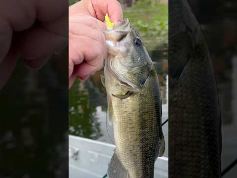 THIS Color Jig Is IRRESISTIBLE To EVERY Fish!! #shorts #fishing