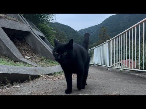 坂道で追いかけてくる黒ねこちゃん　No.７８３　２０２４年　１０月２６日　１６：００　のくろねこちゃん　black cat