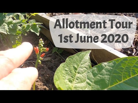 Allotment Tour, 1st June 2020