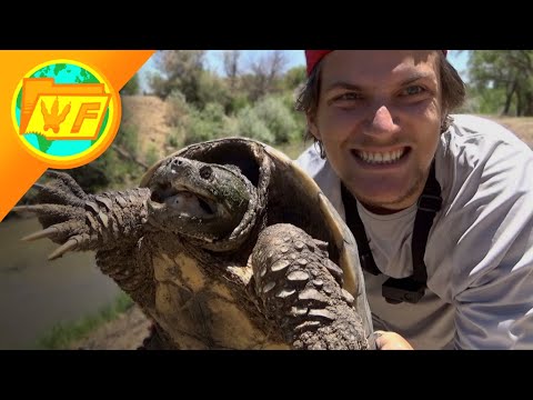 Catching a Snapping Turtle BAREHANDED