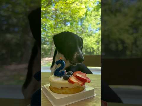 2 years young 🎂 #beagle #bordercollie #birthdaycake #dogbirthday #doglife #celebration #birthdaydog