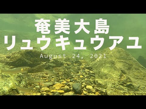 奄美大島　リュウキュウアユ【Amami Oshima Ryukyu Ayu】