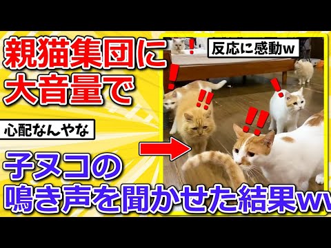 【2ch動物スレ】ヌコ集団に大音量で子猫の鳴き声を聞かせた結果➡反応に感動ｗｗｗｗｗ