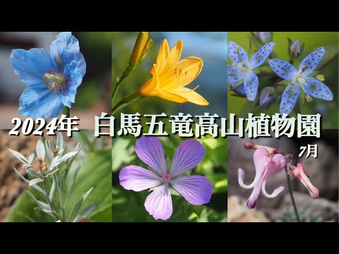 【白馬五竜高山植物園 2024年】 7月 花活編  高山植物・山野草　雄大な景色を見ながらたくさんの花が見られる場所