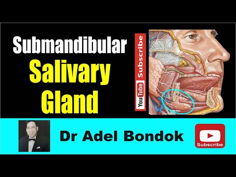 Anatomy of the submandibular Salivary Gland, Dr Adel Bondok Making Anatomy Simple