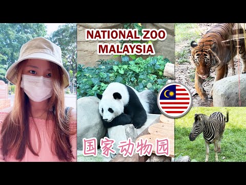 National Zoo of Malaysia 【Giant Panda】 Vlog  马来西亚【国家动物园】大熊猫