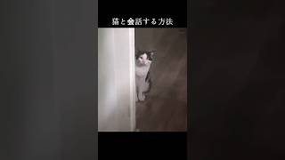 猫と会話する方法