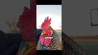 Whenever you get upset…#chicken ##crazychickenlady #crazychickenman #laugh #happychickens