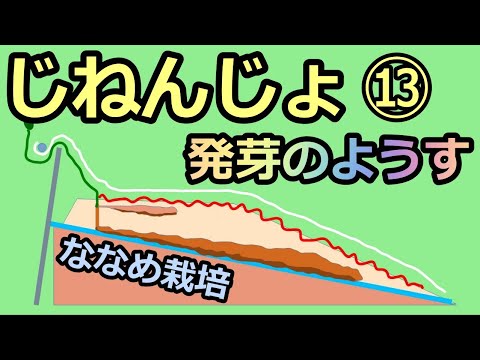 【楽々】波板自然薯ななめ栽培⑬ ルー式Ｓ字発芽のようす 無農薬 半自給自足