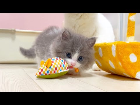 【マンチカンの子猫】子猫達がママと遊ぶ日常の件 ～猫のいる生活Vol.997～出産動画 マンチカン短足・ミヌエット・ペルシャ猫専門ブリーダー『ペット蔵人』【子猫の成長記録】