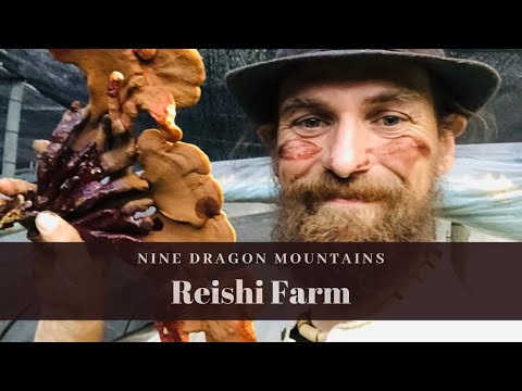 9 Dragon Mountain Reishi Mushrooms