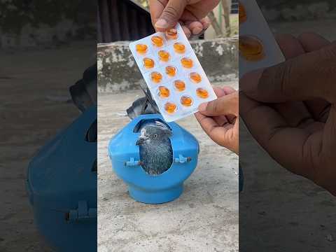 Pigeon TREATMENT And Medicine ✅🕊️|| #pets #pigeoncare #shortsfeed #shorts