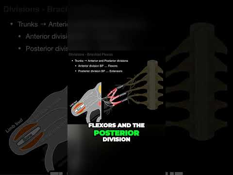 Unlocking Mystery of Brachial Plexus Divisions #shorts  #anotomy #biology #brainanatomy