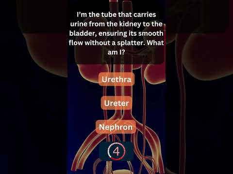 Did You Know This About Your Urinary System? 💧 #UrinarySystem 2