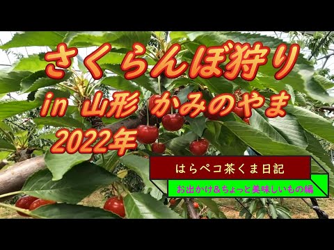 はらペコ茶くま日記　山形　かみのやまで　さくらんぼ狩り　お腹いっぱい