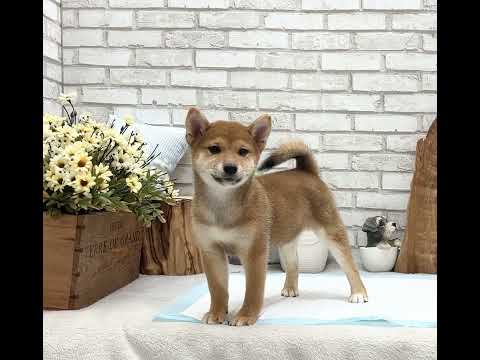 Red Shiba Inu - Coleen