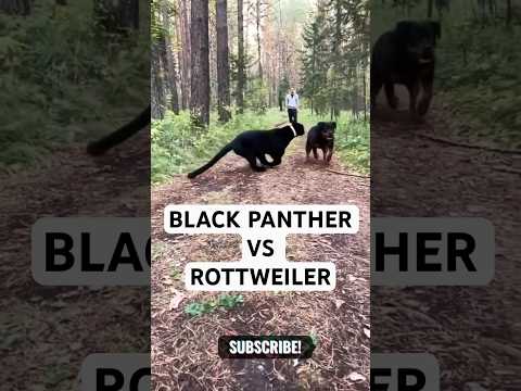 Rottweiler and Black Panther face off! Who will win?