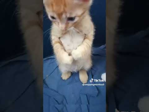 credits to shoppingmonkey0 on tiktok #cutepets #cutecat #catvideos #funny #youtubeshorts #notmine