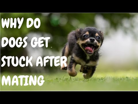 Why Do Dogs Get Stuck After Mating