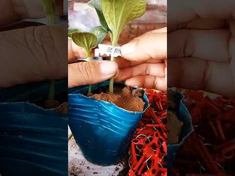 Two Uesful Watermelon Grafting Techniques Pumpkin As Root Stock #farming #agriculture