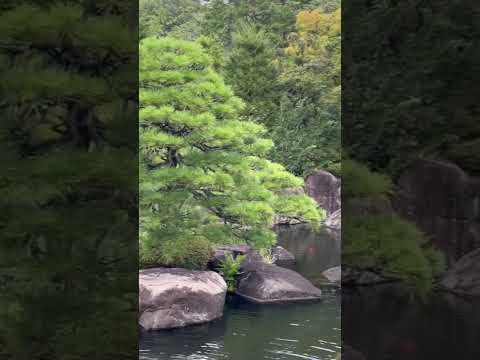 日本庭園の池