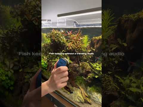 Sound on 🔊#aquascaping #aquarium #fishtank #aquascape #fish #plantedtank #aquariumfish #fishkeeping