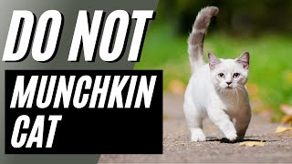 7 Reasons You Should NOT Get a Munchkin Cat