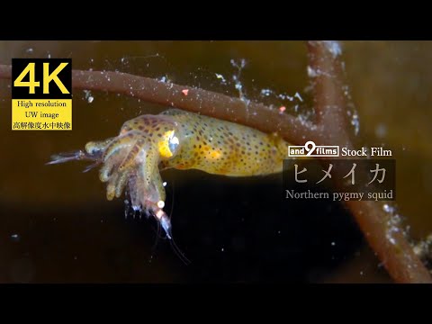 【4K 水中映像】捕食するヒメイカ / Northern pygmy squid/ Idiosepius paradoxus