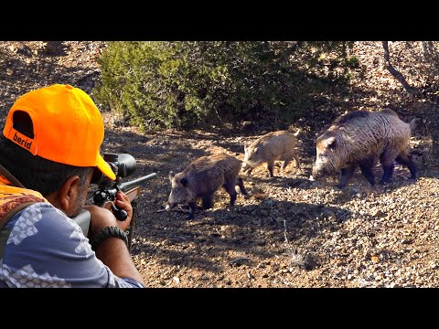 Incredible MONSTER BOAR Hunts: Brave Dogs, Incredible Shots, Exciting DRONE Chase!