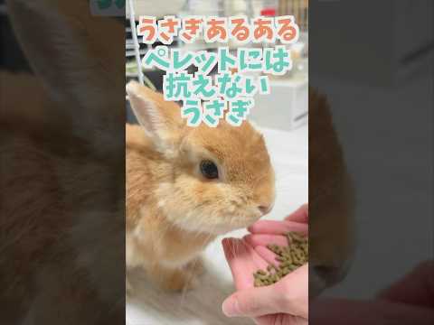 【うさぎあるある】なにがあってもご飯にだけは抗えないうさぎ。 #うさぎ #rabbit #うさぎとの生活 #bunny