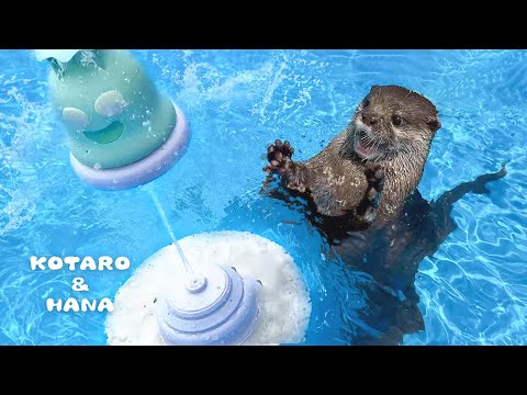 Otter LOVES Sprinkler and Gets Spun Right Round Baby Right Round!