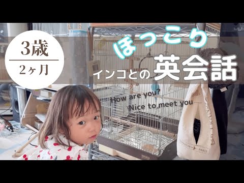 3歳の娘がインコと英語でおしゃべり！笑いが止まらないオモシロ英会話