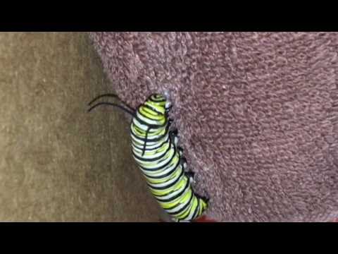 Monarch Caterpillar Spinning Silk Button for Chrysalis: September 10, 2015