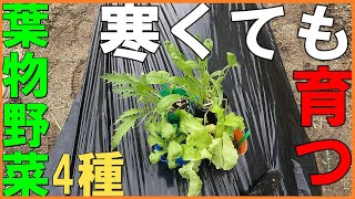 【家庭菜園】寒くなっても育つ葉物野菜4種を植え付け。#家庭菜園 #育て方 #シェア畑 #野菜 ＃レタス #水菜