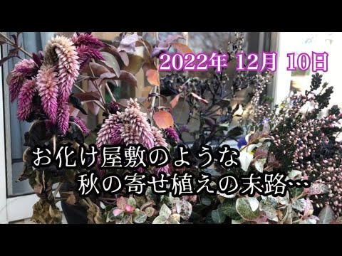 お化け寄せ植えの片付けとダメ人間