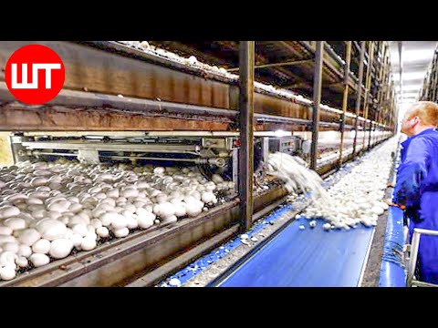 How Mushrooms are Grown & Processed | Modern Mushrooms Farming Technology | Food Factory