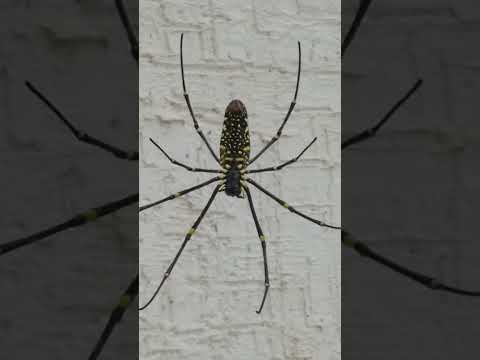 #amazingspider #wow #omg #insects #natural #naturelife