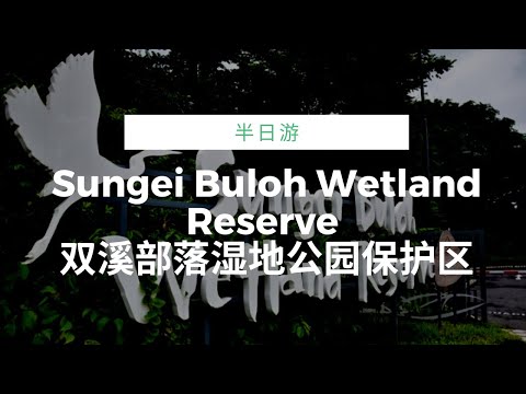 VLOG Sungei Buloh Wetland Reserve | timelapse | AhmiaoTV