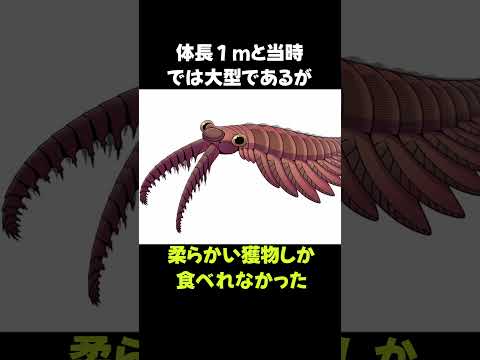 カンブリアの覇者「アノマロカリス」の雑学 #動物 #生き物 #shorts #雑学 #豆知識 #おもしろい #恐竜