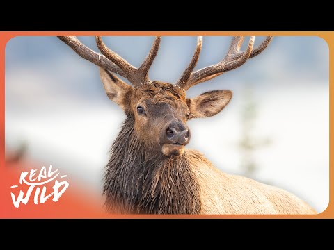 Land of The Giant Elk and The Struggle For Survival in Grand Teton National Park