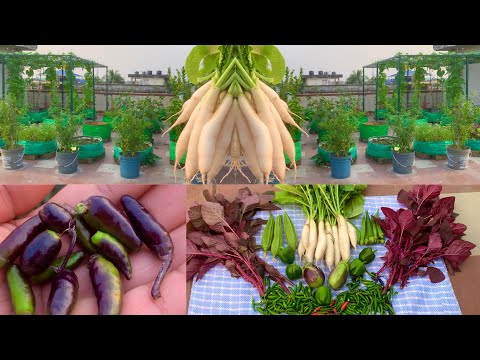 Harvesting Organic Vegetables From My Kitchen Garden // Harvesting Organic Vegetables