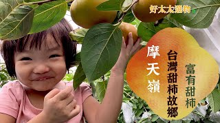 【秋紅柿務所】「富有甜柿」 高海拔 臺灣甜柿的故鄉 | 台灣最早種植甜柿的地區