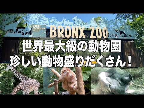 【4K】珍しい動物満載！自然豊かな世界最大級のニューヨーク・ブロンクス動物園を見に行こう！