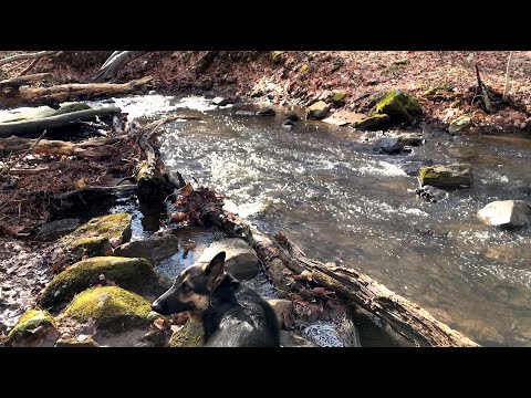 Ep138 We found a new hiking place in NJ! Black River Winter hiking with Our German Shepherd Hiking