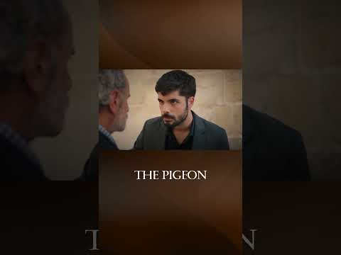 The Council Made Its Decision  - The Pigeon - #shorts