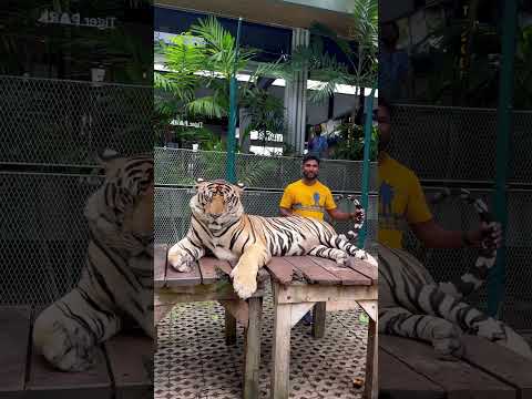 Thailand లో Tiger 🐅 తో అలా… | Telugu Traveller