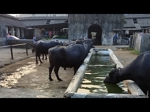 Buffalo Farming  in India | Discussion with Krishi sansar.