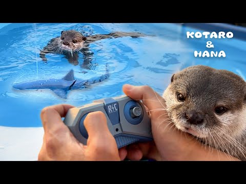 Otters’ Funny Reactions to RC Shark in the Pool