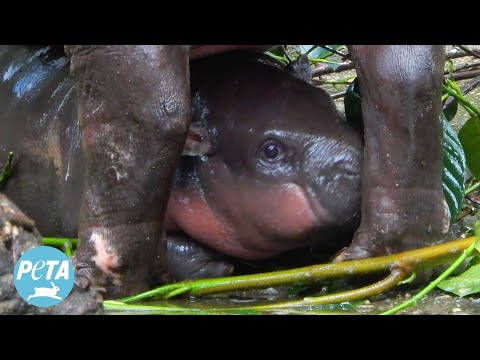 Baby Pygmy Hippo Moo Deng: Cruelty Not Conservationism